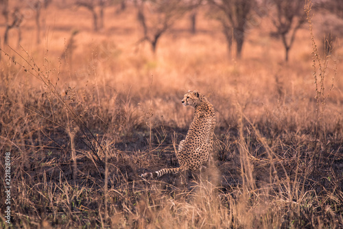 Cheetahs in the African savanna. Safari in the savannah of Serengeti National Park, Tanzania. Close to Maasai Mara, Kenya. Burnt savanna landscape because of bushfire. Africa.