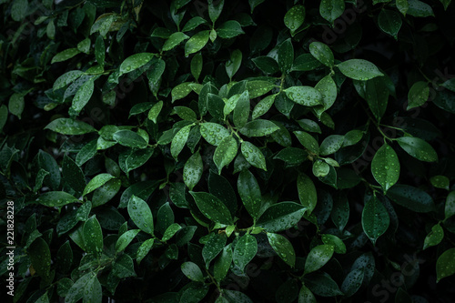 tropical leaves design darker vignette background