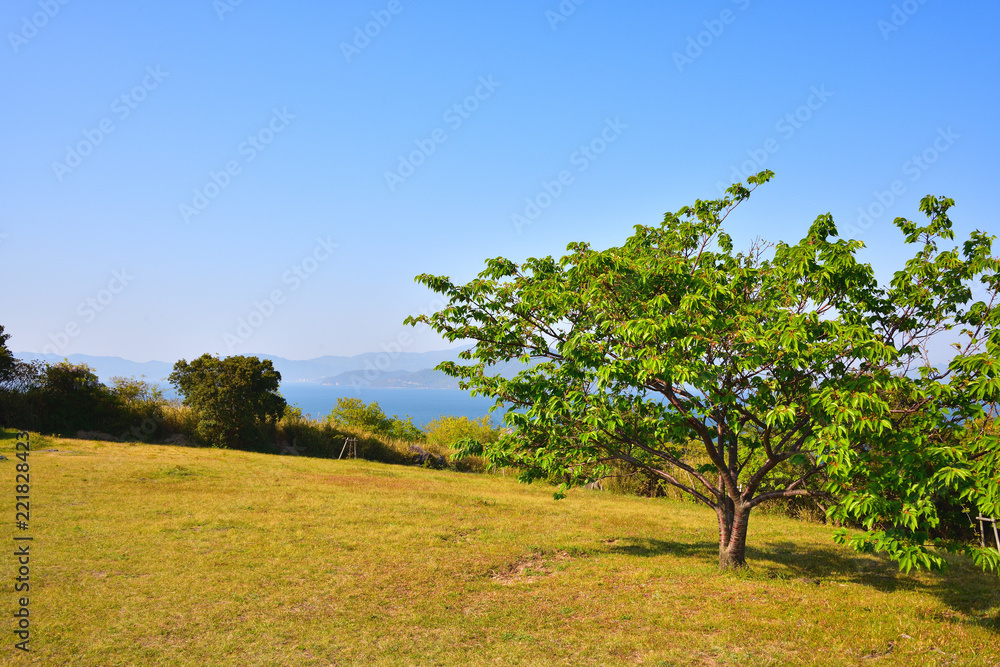 長閑な牧草地