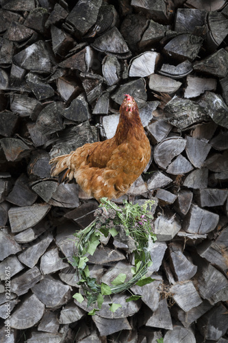 posierendes Huhn auf Holzscheit vor Holzhaufen photo