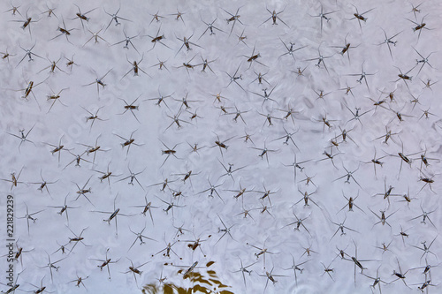 Common water strider or nanobot glide along surface of water. photo