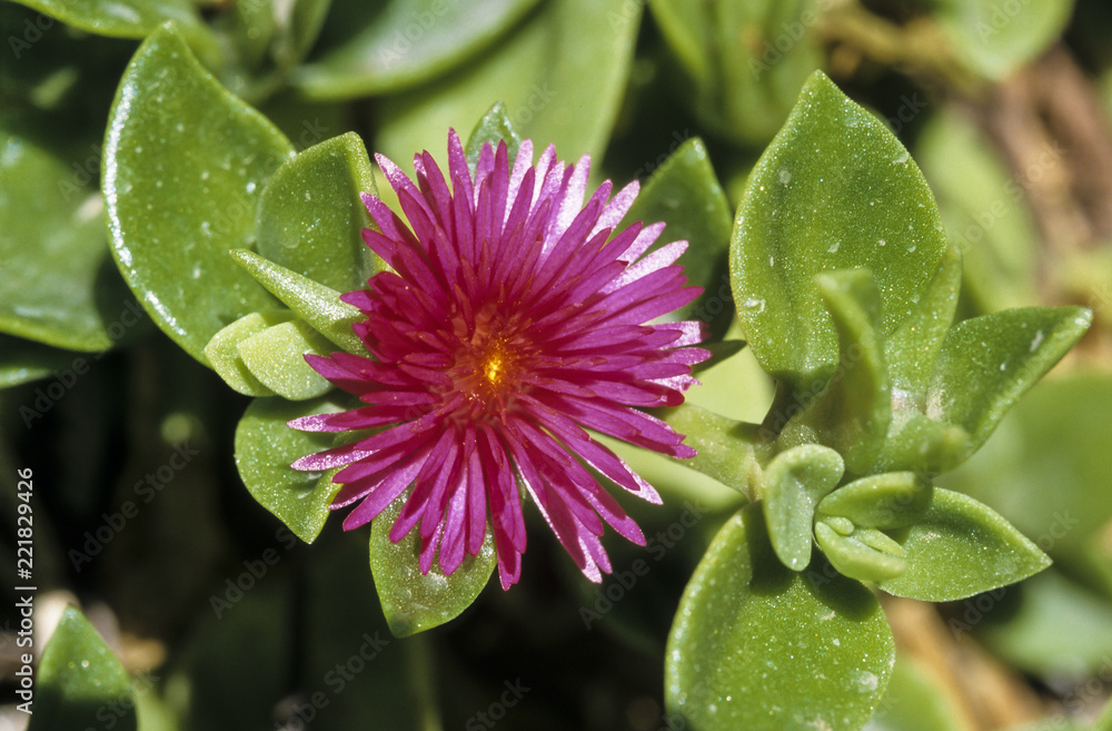Ficoïde à feuilles en cœur, Aptenia cordifolia Stock Photo Adobe Stock Ficoïde à feuilles en cœur, Aptenia cordifolia Stock Photo Adobe Stock