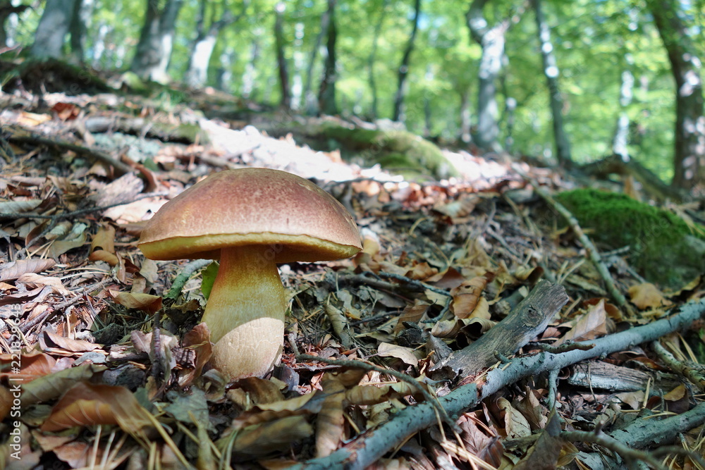 Fototapeta premium white mushroom - Boletus reticulatus the forest in autumn. Concept of mushroom picking in the forest during autumn.
