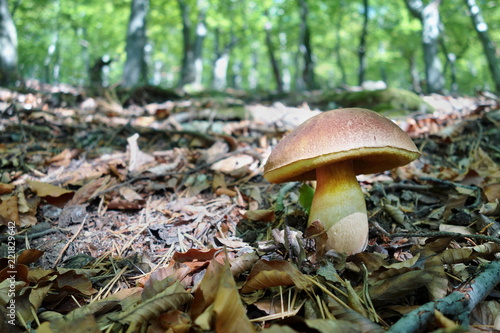 white mushroom - Boletus reticulatus the forest in autumn. Concept of mushroom picking in the forest during autumn.