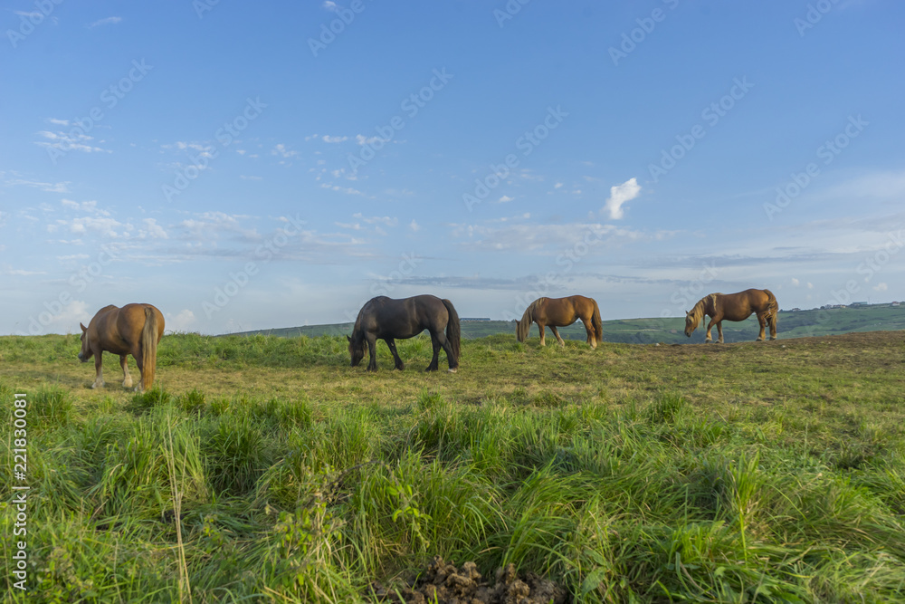 Obraz premium Horses in a meadow grazing at sunset in a rural field of Spain