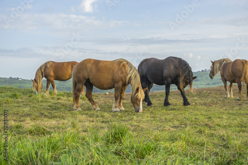 Horses in a meadow grazing at sunset in a rural field of Spain