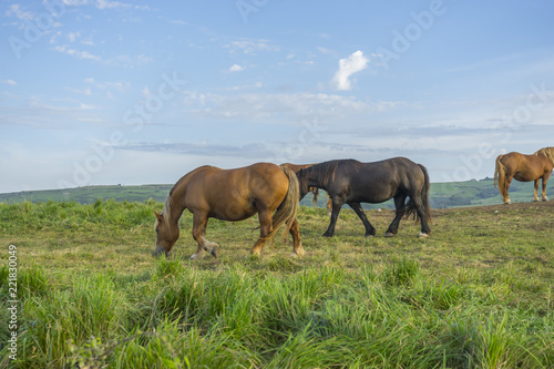 Freedom, Horses in a meadow grazing at sunset in a rural field of Spain