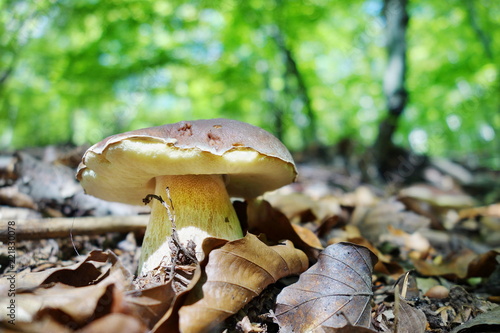 white mushroom - Boletus reticulatus the forest in autumn. Concept of mushroom picking in the forest during autumn. © Branislav