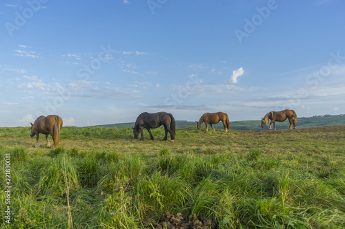 Horses in a meadow grazing at sunset in a rural field of Spain
