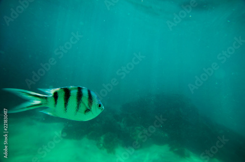 Scissortail Sergeant Fish - Ningaloo Reef - Australia