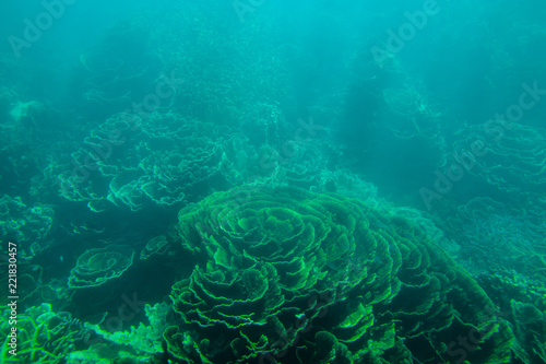 Ningaloo Reef - Coral Bay - Western Australia