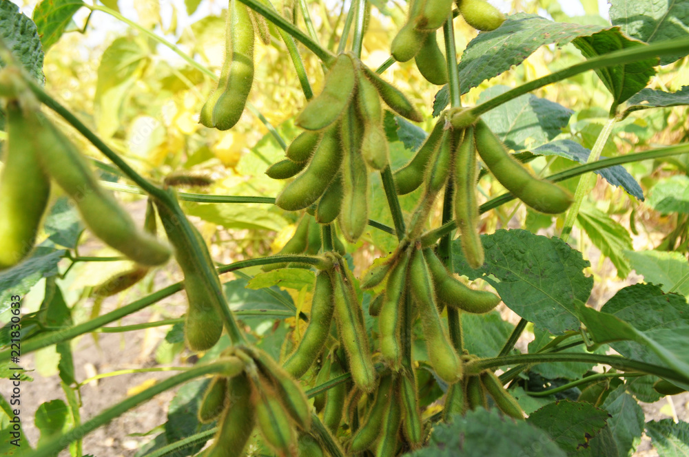 Soybeans in the natural environment in the field