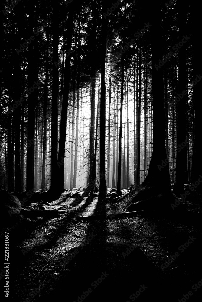 Naklejka premium Dark Forrest