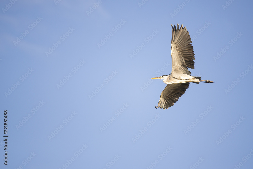 Fototapeta premium Grey heron flies in the blue sky.