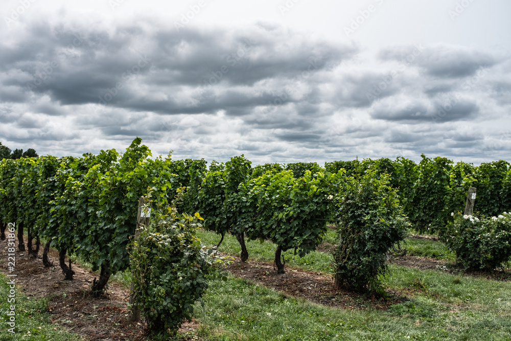 Rows of vines at vineyard during a stormy day
