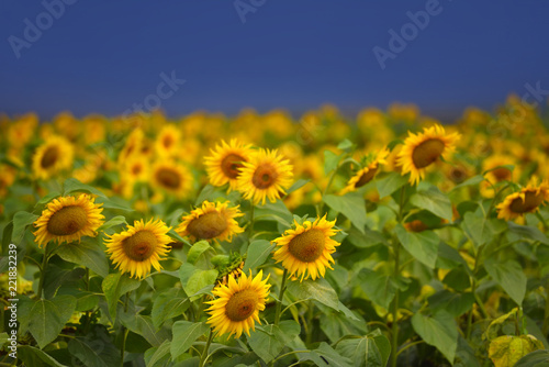 Fototapeta Naklejka Na Ścianę i Meble -  Sunflower field on the background of a dark blue storm clouds
