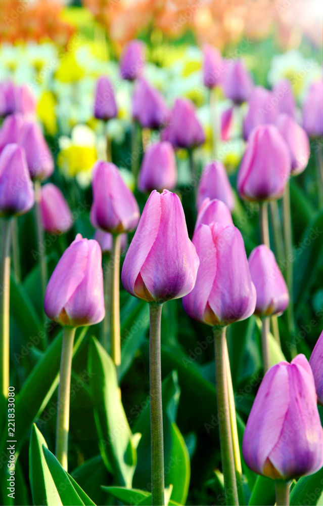 colorful of many Tulips on field in the spring