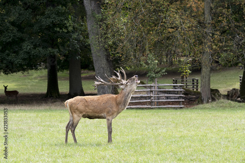Fototapeta Naklejka Na Ścianę i Meble -  Hirschbrunft