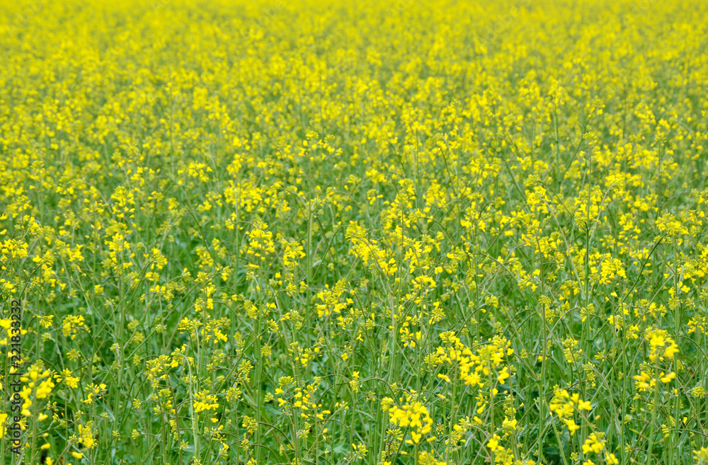 Fototapeta premium Rapeseed blossoms on field in Austria