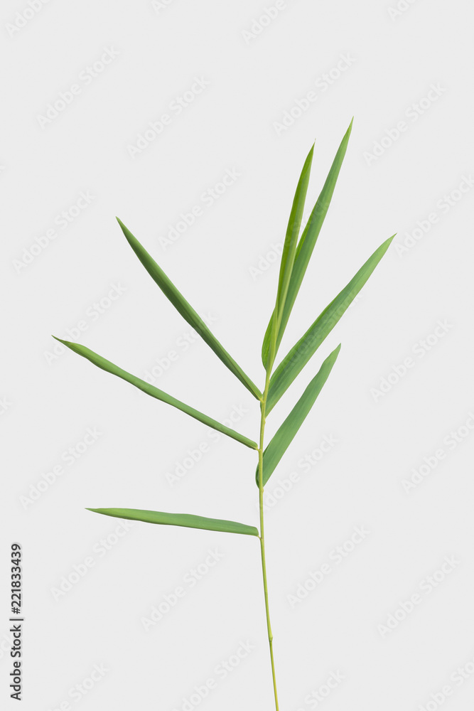 bamboo isolated on gray background with clipping path bamboo isolated on gray background with clipping path