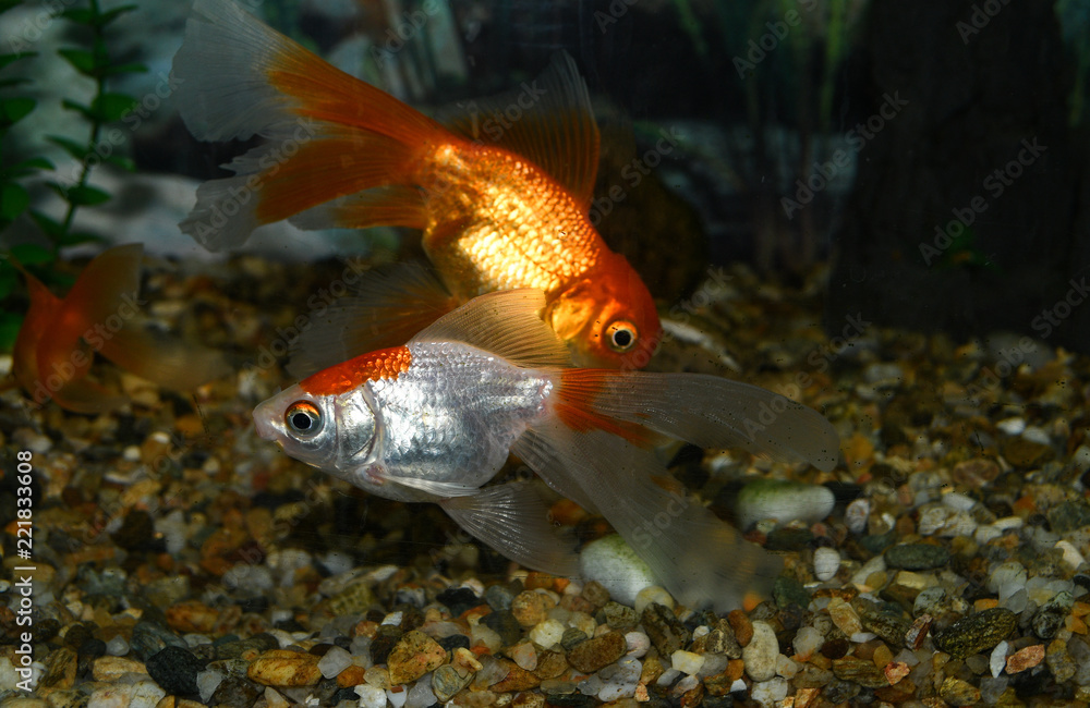 Golden fish (carassius auratus) swim in a tropical aquarium Golden fish (carassius auratus) swim in a tropical aquarium