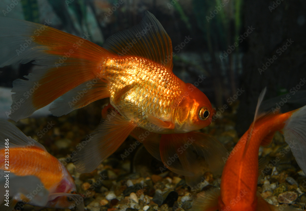 Golden fish (carassius auratus) swim in a tropical aquarium Golden fish (carassius auratus) swim in a tropical aquarium