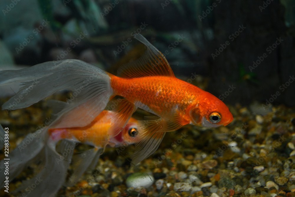 Golden fish (carassius auratus) swim in a tropical aquarium Golden fish (carassius auratus) swim in a tropical aquarium