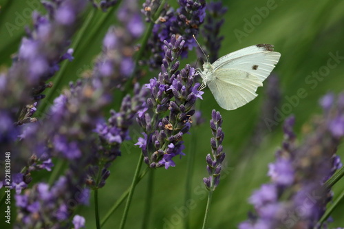 A Cabbage White Butterfly feeds blooming lavender stalks in my herb garden on a summer day.
