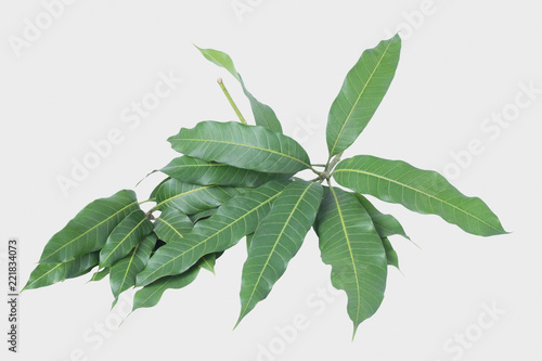 Green leaves of mango isolated on gray background, clipping path.