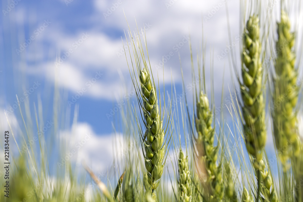 Barley Ears Against Blue Sky with White Clouds Barley Ears Against Blue Sky with White Clouds