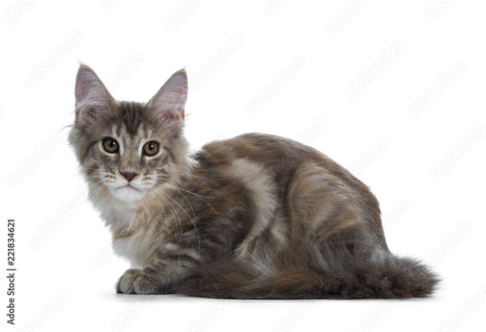 Obraz premium Soft toned tortie Maine Coon cat kitten girl laying down side ways, looking straight at lens isolated on a white background