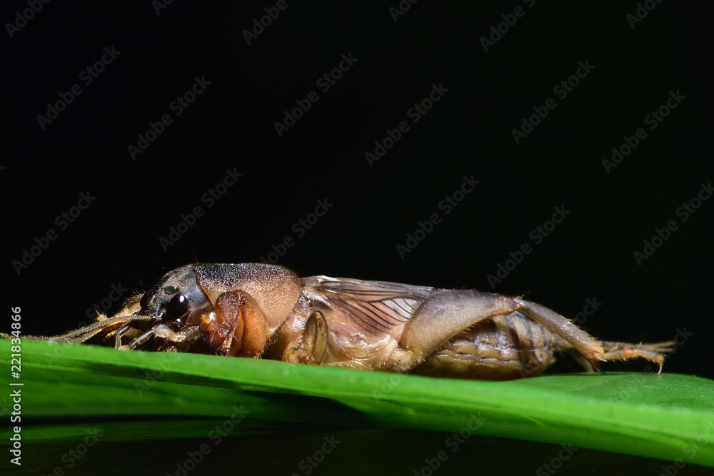 Mole crickets,Flying insects in Thailand. Live in the basement with a large hand to dig up the soil. It is a protein.