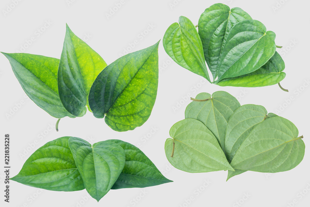 Fototapeta premium Green betel leaf isolated on the gray background with clipping path.