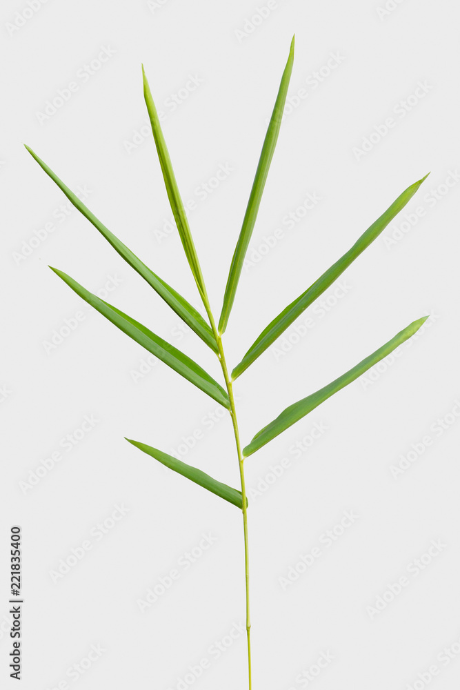 Fototapeta premium bamboo isolated on gray background with clipping path