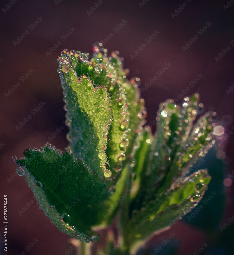 Morning nature in sunlight and dew Morning nature in sunlight and dew