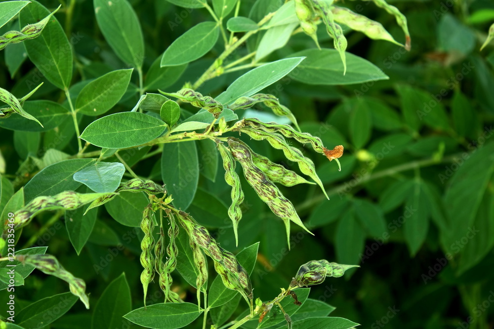 pigon pea or tuvar beans vegetable on plant pigon pea or tuvar beans vegetable on plant