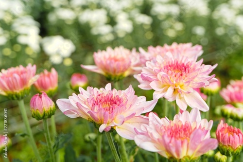 close up beautiful blooming pink chrysanthemum flowers with green leaves in the garden  nature background with copy space  The concept of summer or spring