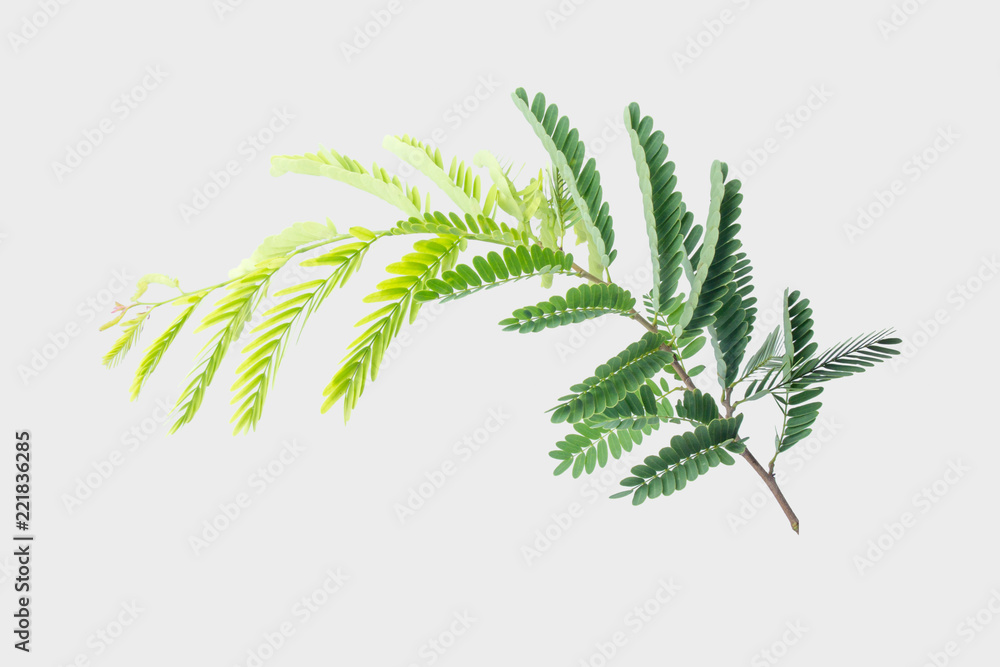 Tamarind leaves isolated on gray background with clipping path.. Tamarind leaves isolated on gray background with clipping path..