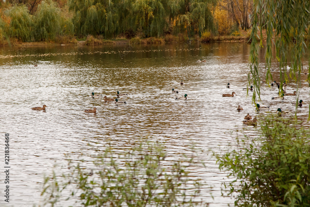 ducks in the lake in the Park in autumn ducks in the lake in the Park in autumn