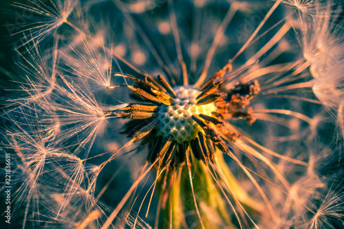 Fototapeta Naklejka Na Ścianę i Meble -  Summer flowers bloomming