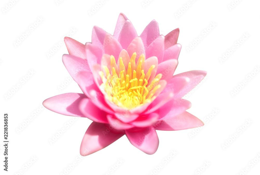 Isolate pink lotus flower on whit background