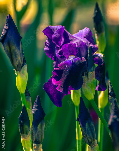 Fototapeta Naklejka Na Ścianę i Meble -  Summer flowers bloomming