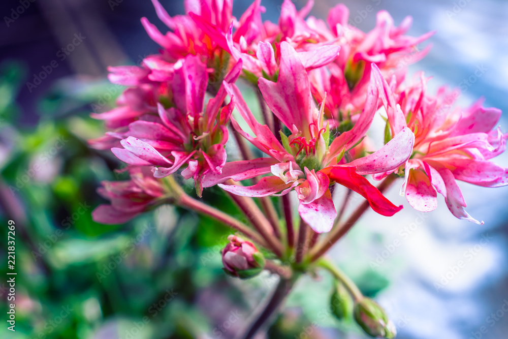 Fototapeta premium Summer flowers bloomming