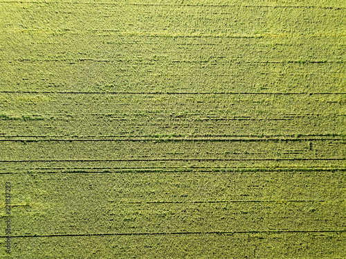 Aerial photo. Flying over the cornfield