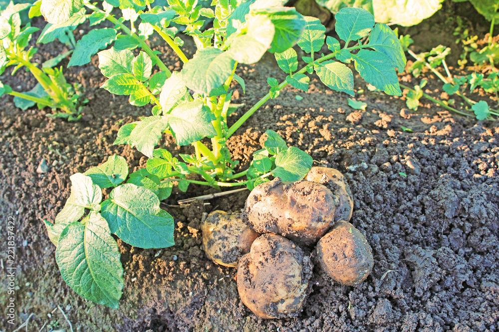 Obraz premium じゃがいもの収穫