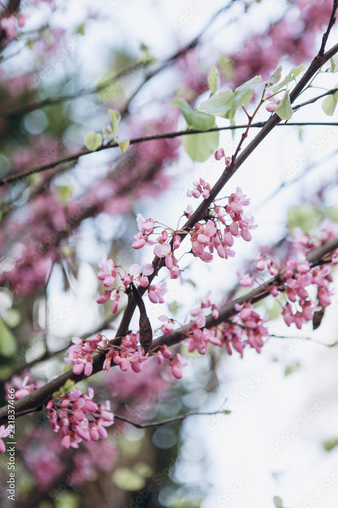 Close-up. Flowering tree in spring. Branches with pink flowers. Close-up. Flowering tree in spring. Branches with pink flowers.
