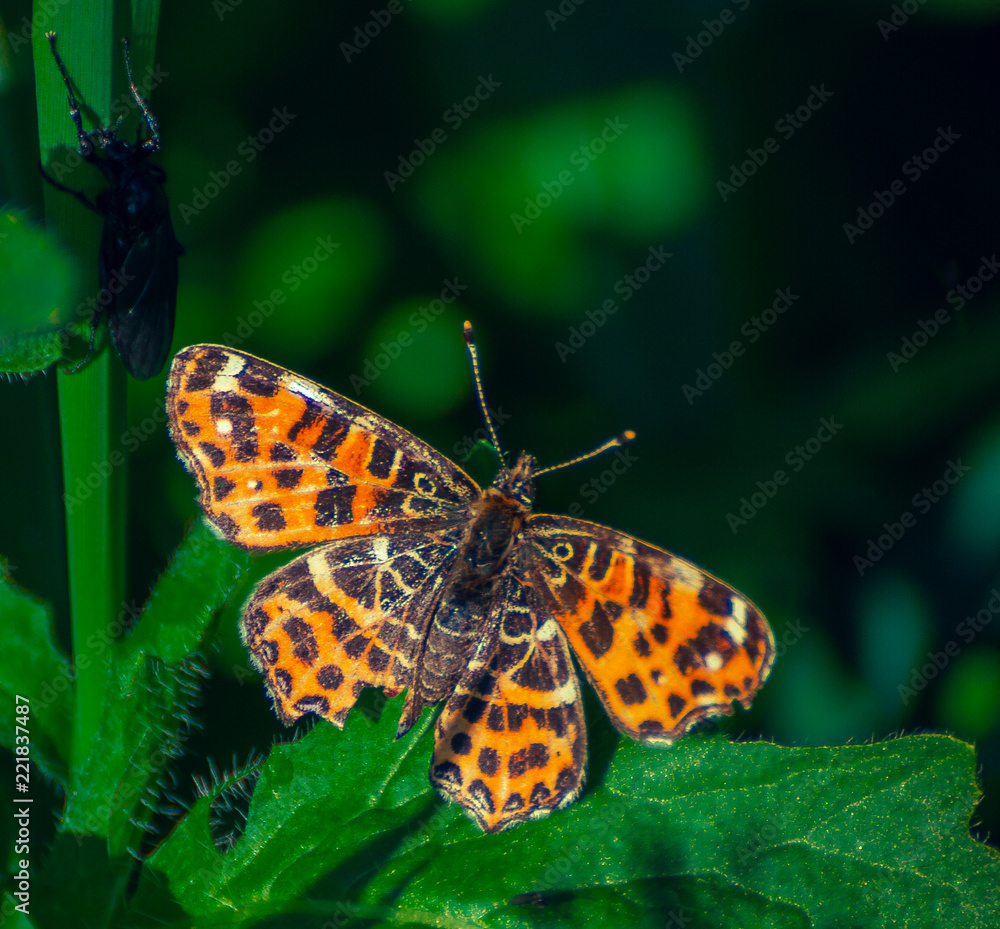 Obraz premium Summer insects