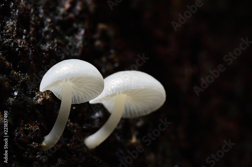 White mushrooms are found in mango trees with dampness. In the countryside of Thailand is called mango mushrooms.