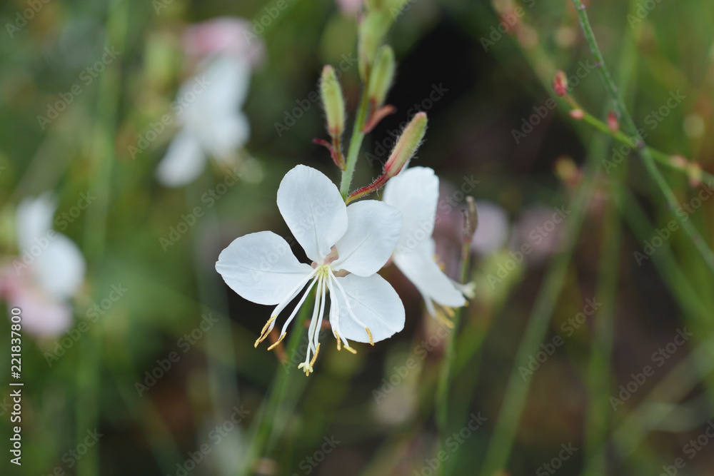 Fototapeta premium Geyser White Gaura