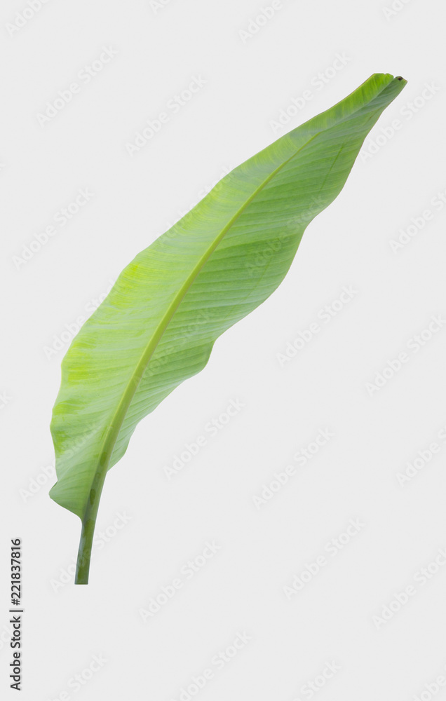 Obraz premium banana leaf.Isolated on white background with clipping path.